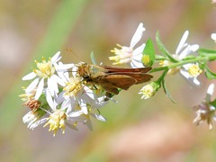 Atalopedes campestris