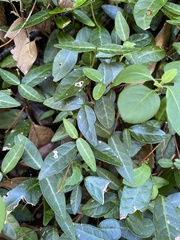 Laurus nobilis