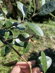 Feijoa