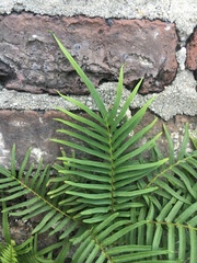 Pteris vittata