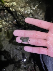 Petrolisthes cinctipes