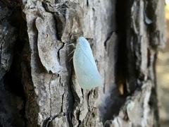 Flatormenis proxima