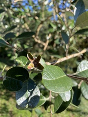 Feijoa