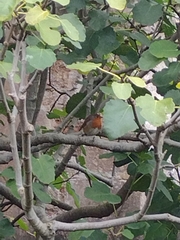 Erithacus rubecula