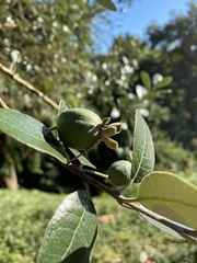 Feijoa