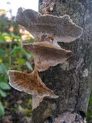 Coriolopsis trogii