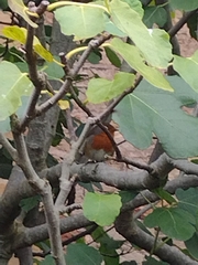 Erithacus rubecula
