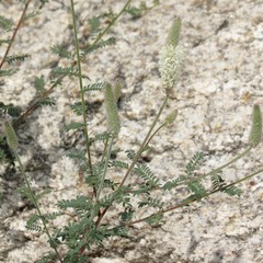 Dalea albiflora