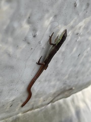 Takydromus sexlineatus