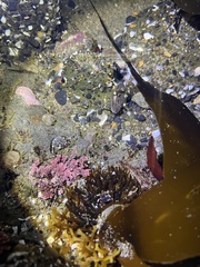 Petrolisthes cinctipes