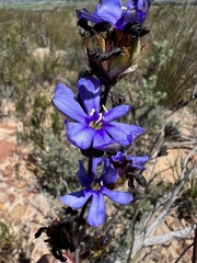 Aristea bracteata