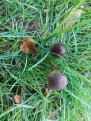 Panaeolus