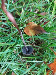 Panaeolus