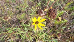 Helianthus atrorubens
