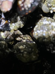 Petrolisthes cinctipes