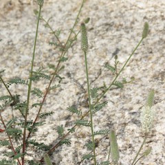 Dalea albiflora