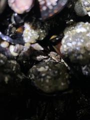 Petrolisthes cinctipes