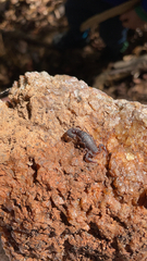 Vaejovis carolinianus