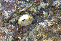 Fissurella virescens