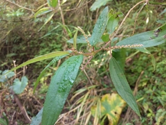 Boehmeria densiflora