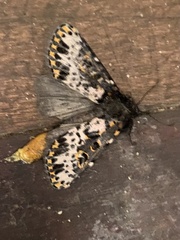Xanthopastis timais