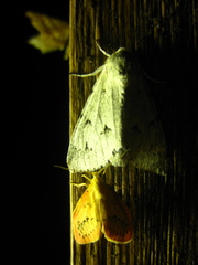 Acronicta leporina