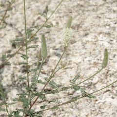 Dalea albiflora