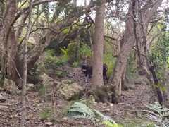 Tragelaphus sylvaticus sylvaticus