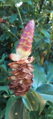 Costus woodsonii