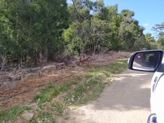 Tragelaphus sylvaticus sylvaticus