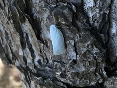 Flatormenis proxima