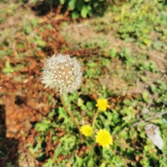 Taraxacum mongolicum