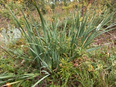 Iris lactea biglumis
