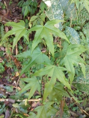 Acer serrulatum