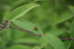 Helophilus continuus