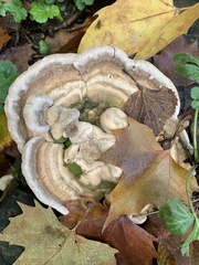 Trametes gibbosa