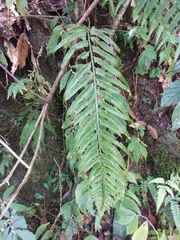 Asplenium wrightii