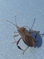 Acanthocephala femorata