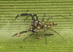 Tauala lepidus