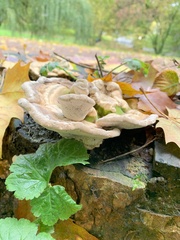 Trametes gibbosa