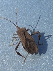 Acanthocephala femorata