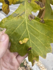 Aceria querci