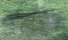 Lepisosteus osseus