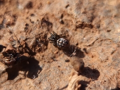 Steatoda albomaculata