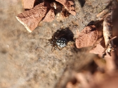 Steatoda albomaculata