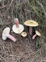 Russula torulosa