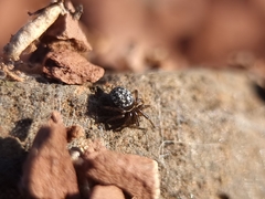 Steatoda albomaculata