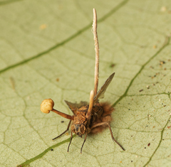 Ophiocordyceps dipterigena