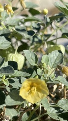Physalis crassifolia