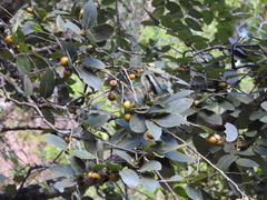 Diospyros montana